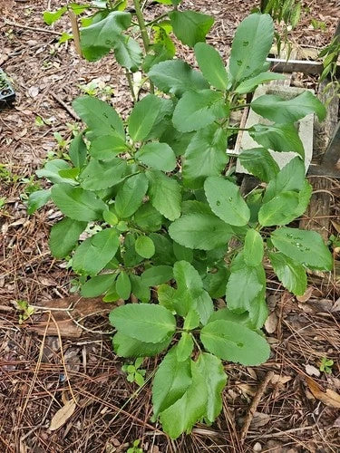 Kalanchoe Pinnata Live Plant 2" Starter Succulent Leaf of Life Organic Florida Grown Miracle Wonder