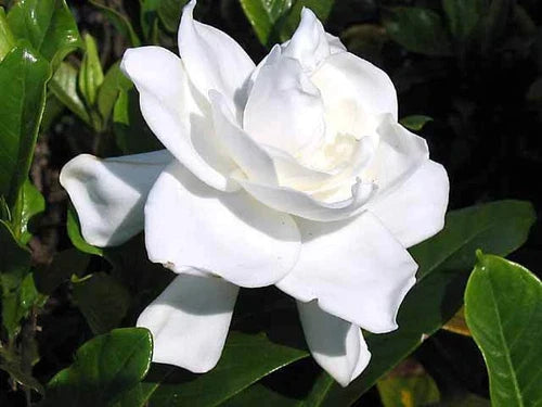 Heirloom Gardenia Bush Live Plant - 6-Inch White Flowering Cape Jasmine Gardenia Jasminoides Fragrant Shrub