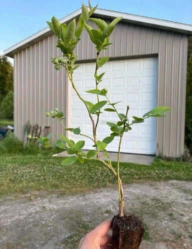 Blueberry Plants Rooted Cuttings 5 Pack Elliott Blue Jay Jersey Draper Vaccinium corymbosum for Home Garden