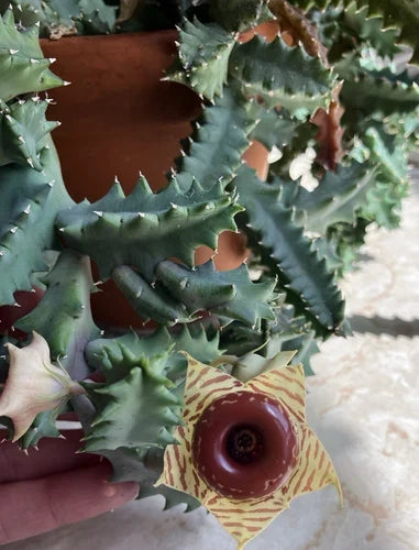 Lifesaver Plant 3" Succulent Huernia zebrina with Unique Flowers, Drought-Resistant Houseplant for Collectors