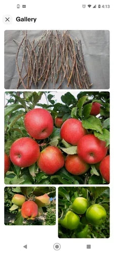 Apple Tree Cuttings 6+1 Free Organic Scions Mixed Varieties for Grafting – Malus domestica Pink Lady, Fuji, Golden