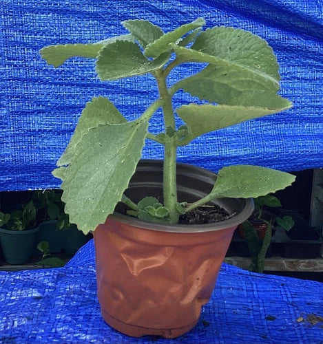 Organic Cuban Oregano Plant 4-6 Inches Plectranthus amboinicus Aromatic Culinary Herb for Cooking & Medicinal Use