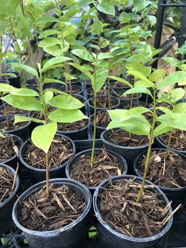 Well Rooted Soursop Guanabana Plant Tree 5-6 Inches | Tropical Fruit Tree | Graviola | Annona muricata