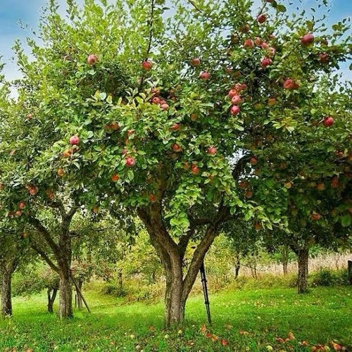 Honey Crisp Apple Tree Live Plant 1-2ft Malus domestica Sweet Tart Flavor for Small Gardens and Backyard Orchards