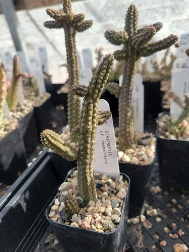 Echidnopsis cf. dammanniana Cactus - 2-Inch Bare Root Succulent Plant - Desert Flora Collection