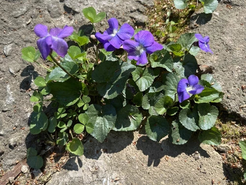 50 Wild Purple Violet Bulbs - Native Viola Rhizomes for Planting, Shade or Partial Sun, Freshly Dug