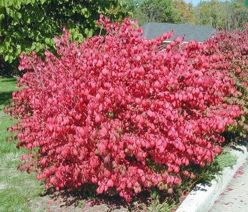 10 Dwarf Burning Bush Bare Root Plants | Euonymus alatus | Hardy Shrub for Hedges | Zones 3-8 | Vibrant Fall Colors