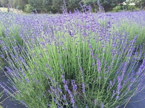 Munstead English Lavender Live Plant 1" Starter Drought-Resistant Angustifolia Aromatic Garden Essential