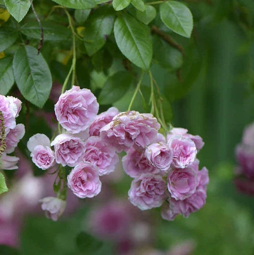 Live Climbing Rose Plant – 7 Sisters Pink Rambler Rosa multiflora – Fragrant, Easy to Grow, Low Maintenance, Bare Root