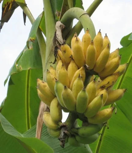 Dwarf Banana Tree 4-6in Namwah Banana Plant Musa acuminata "Namwah" Indoor Outdoor Garden