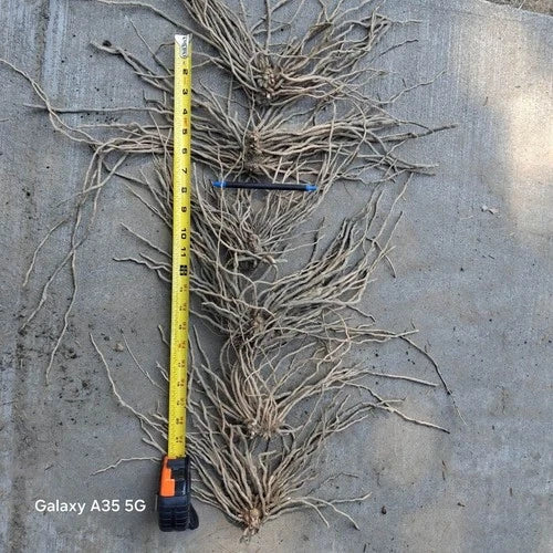 Extra Large Asparagus Roots 10 Pack - Mary Washington 3rd Year Variety - Asparagus officinalis Perennial Vegetable