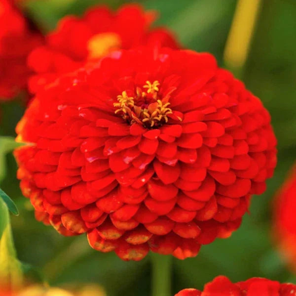 Cherry Queen Red Zinnia Seeds | Giant Scarlet Flower | Pollinator-Friendly | Zinnia elegans Annual Seeds