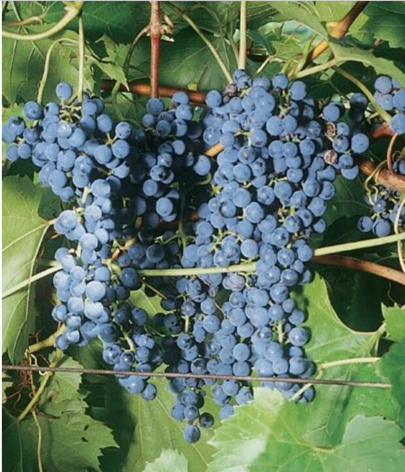 Frontenac Grape Vine Cuttings – Vitis Hybrid, 6 Unrooted Hardwood Propagation Cuttings for Home Garden and Vineyard