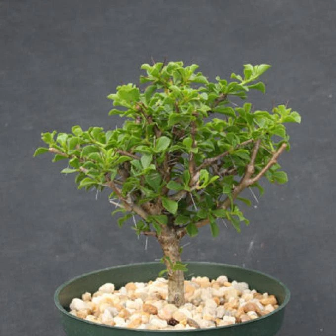 Pereskia portulacifolia 6-inch Live Plant | Rare Cactus Bonsai Specimen | Unique Tree-Form Cacti for Collectors