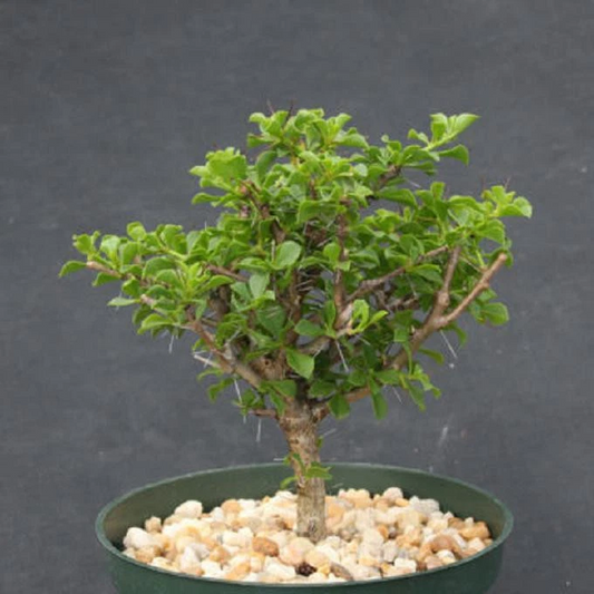 Pereskia portulacifolia 6-inch Live Plant | Rare Cactus Bonsai Specimen | Unique Tree-Form Cacti for Collectors
