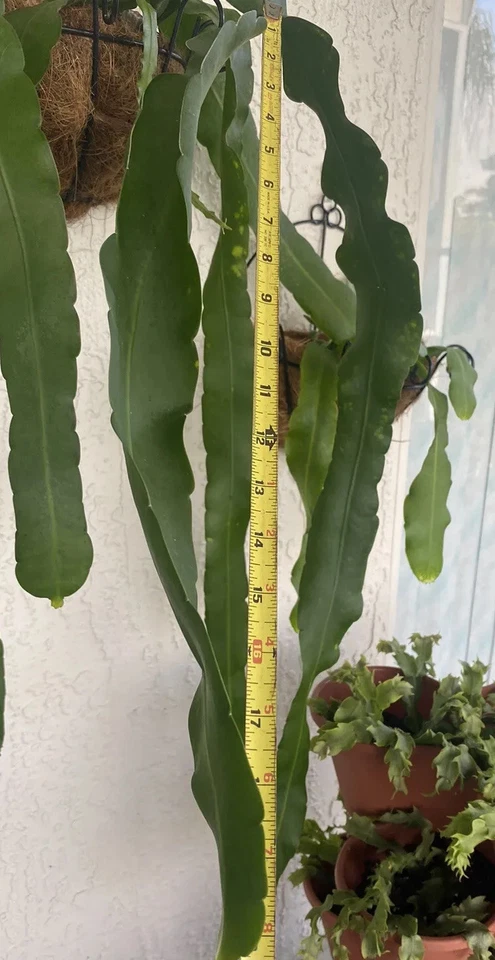 Epiphyllum Orchid Cactus Cuttings 2pcs | Unrooted Live Tropical Houseplant Starter | Easy to Grow Epiphyllum for Rooting