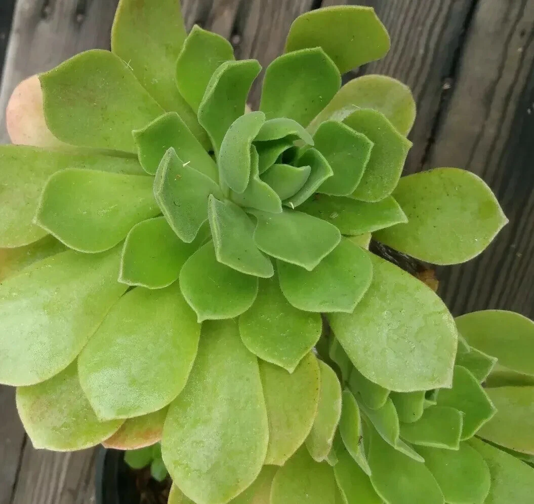 Aeonium arboreum Cuttings 2pcs | Live Succulent Stems for Gardening & Pots | Easy to Root Tree Aeonium Starter