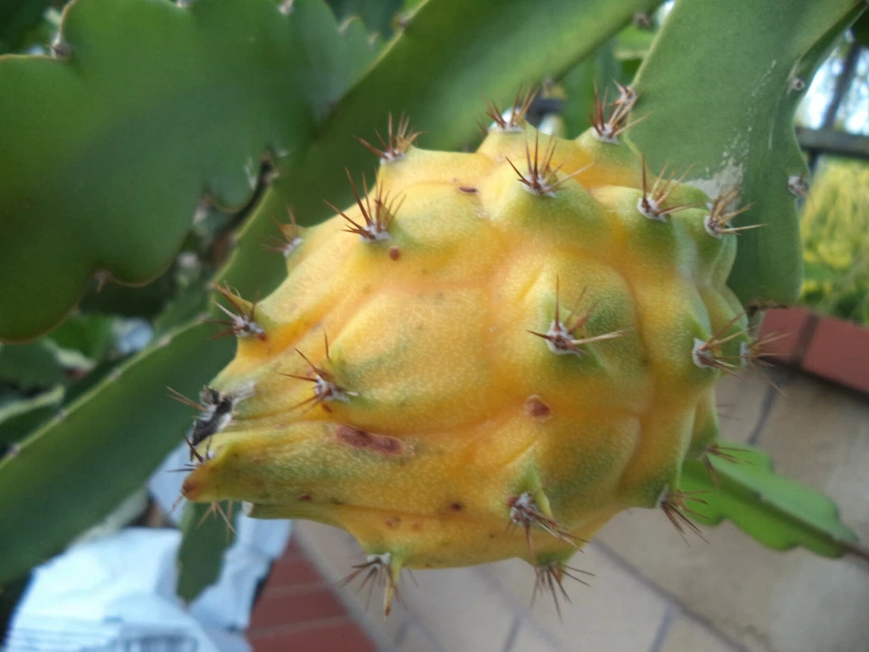 Yellow Dragon Fruit Plant Palora – 8-10" Rooted Hylocereus megalanthus Live Starter for Tropical & Subtropical Growing