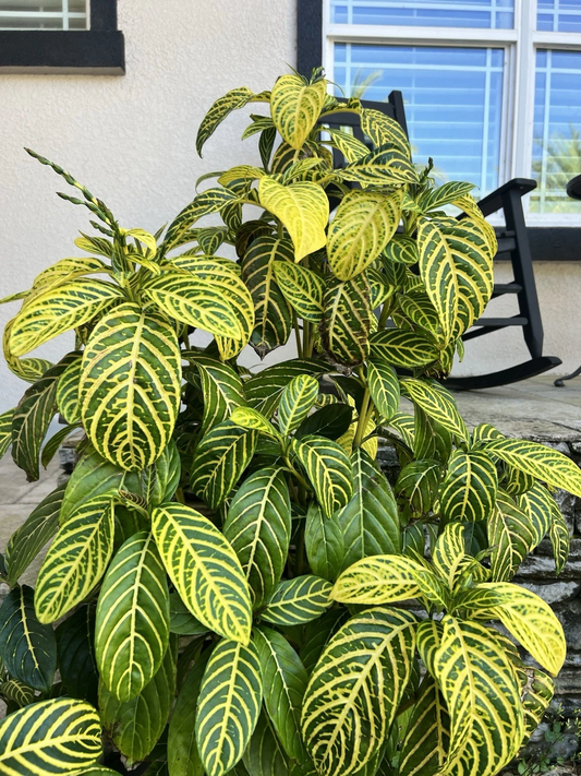 Live Sanchezia Cuttings – Tropical Foliage Plant with Green & Yellow Veins, Easy Rooting Starter Pieces for Indoor or Outdoor Gardening