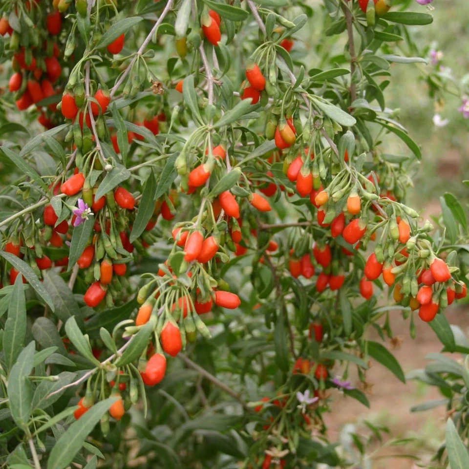 Goji Berry Live Plant – Rooted Lycium Cuttings in Pot, Edible Fruit Bush for Home Gardens & Landscaping