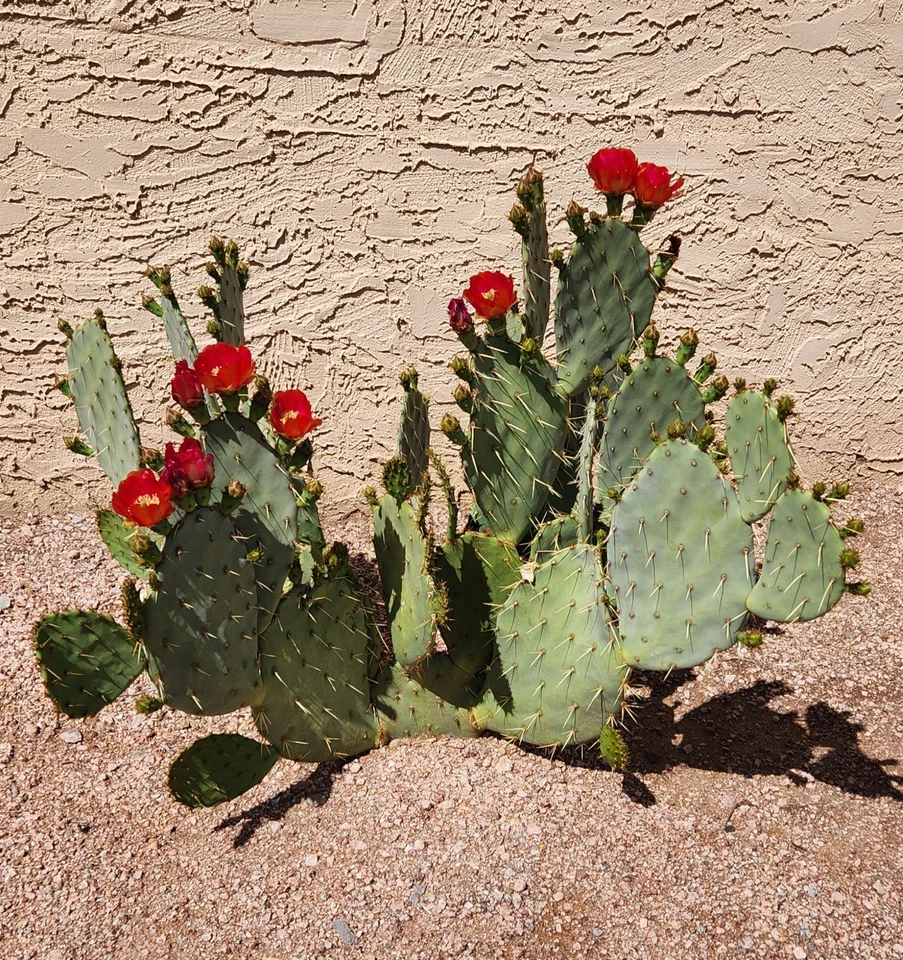 Opuntia ‘Fruit Punch’ Prickly Pear Cactus Pad Cutting – Live Hybrid Opuntia Segment for Desert Succulent Gardens