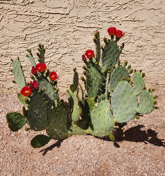 Opuntia ‘Fruit Punch’ Prickly Pear Cactus Pad Cutting – Live Hybrid Opuntia Segment for Desert Succulent Gardens