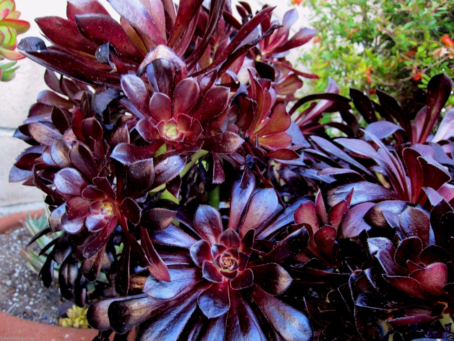 Black Rose Aeonium Succulent Cuttings – 2 Unrooted Rosettes – Aeonium arboreum Zwartkop – Dark Foliage Indoor or Garden Plant