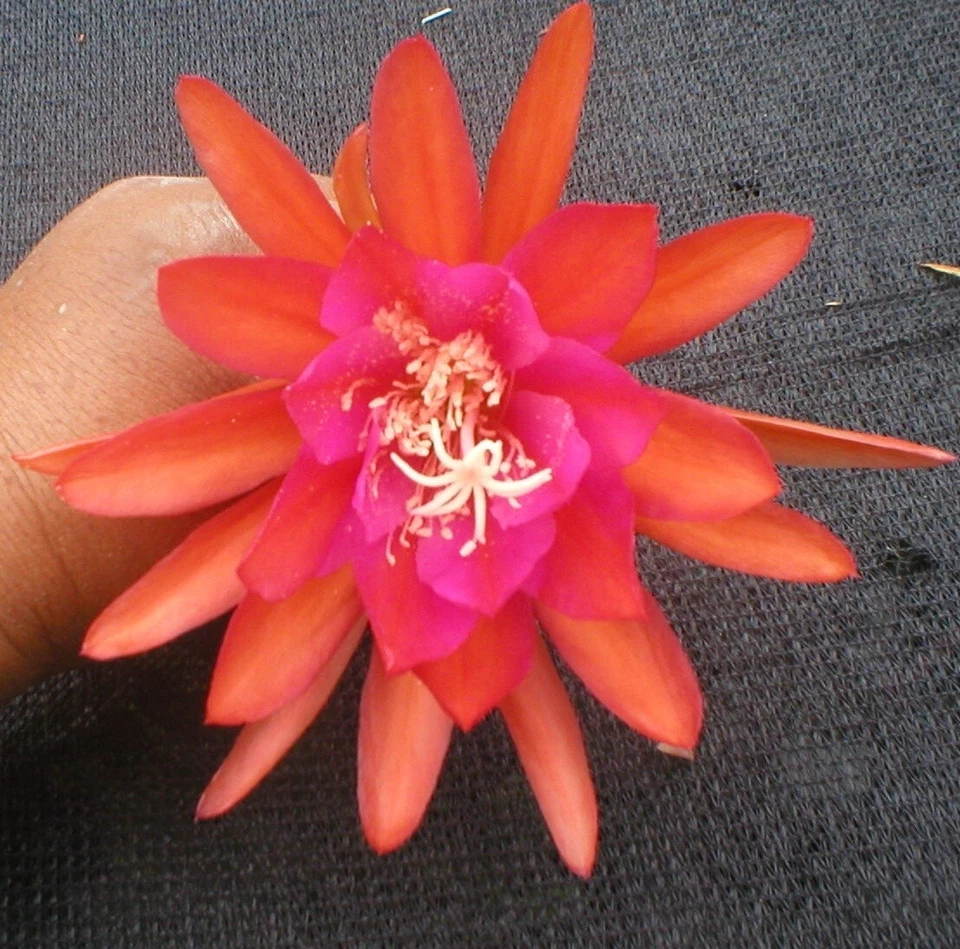 Epiphyllum ‘Germania’ Orchid Cactus Cutting – Live Hybrid Epiphyllum for Rooting & Stunning Blooms