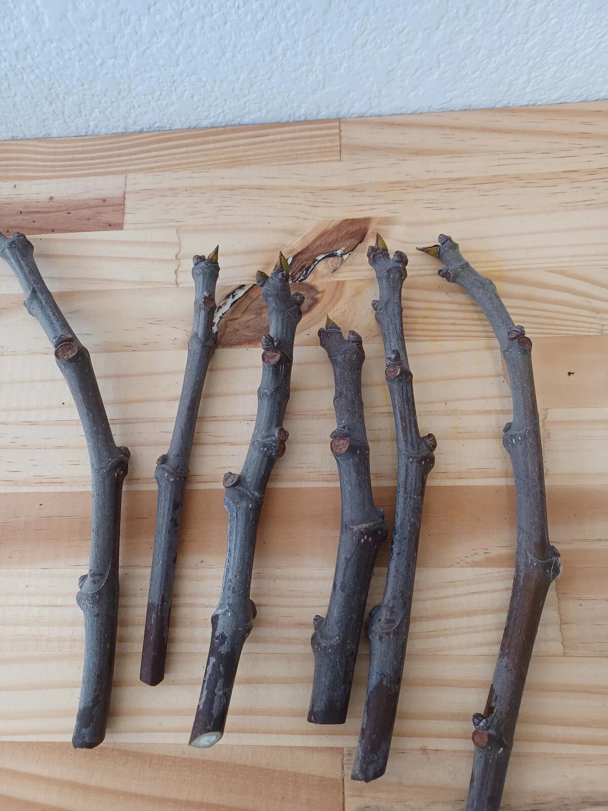 Brown Turkey Fig Cuttings – 6 Unrooted Hardwood Ficus carica Planting Starts, Sweet Fruit Tree Propagation, Garden Fruit Tree Starter