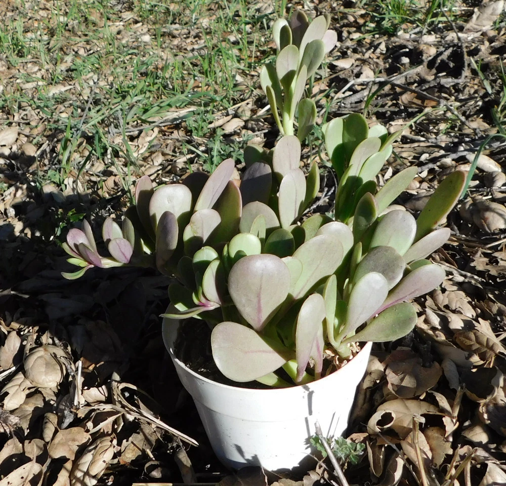 Senecio jacobsenii Purple Trailing Jade Succulent Cutting for Hanging Pots, Drought-Tolerant, Purple Foliage, Live Starter Plant
