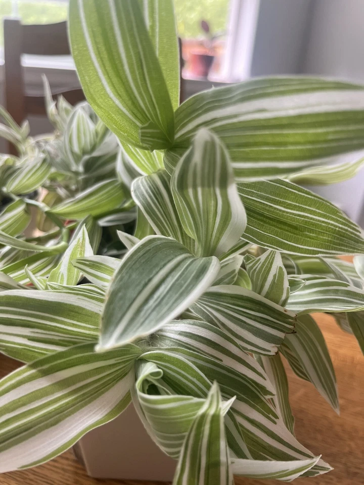 Tradescantia albiflora – 5 Live Cuttings, Variegated Wandering Jew, Indoor Trailing Houseplant, Green & White Foliage, Easy to Root