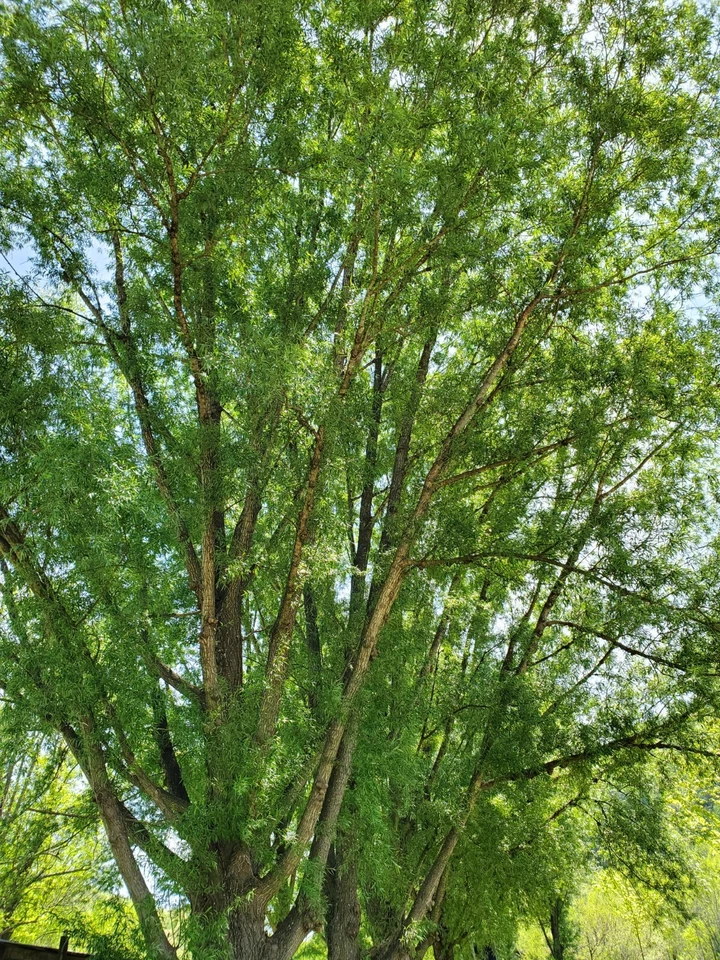 Austree Hybrid Willow Cuttings – 25 Large 18" Fast-Growing Privacy Trees & Living Fences - Salix x sepulcralis