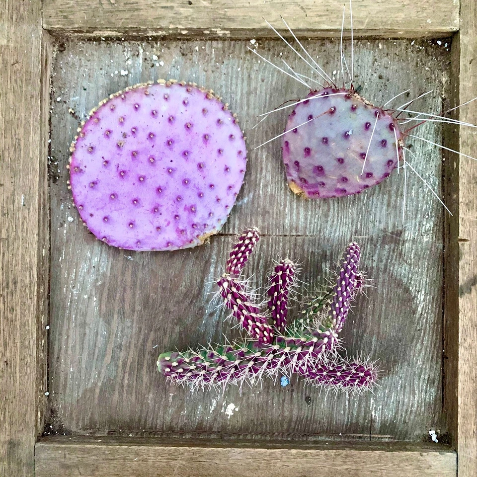 Pink & Purple Cactus Cuttings Set – Live Unrooted Succulents for DIY Potting & Collectors, Colorful Cactus Mix, Pinkle Box