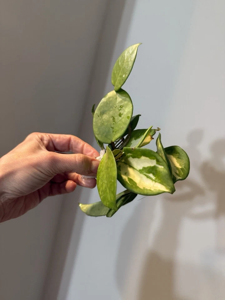Variegated Hoya Bundle | 8 Rare Variegated Hoya Cuttings | Indoor Trailing Houseplants | Hoya spp.
