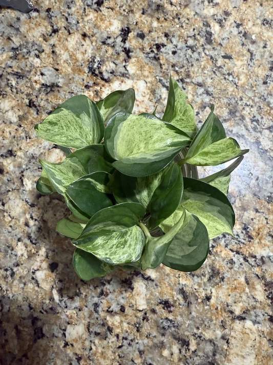 Manjula Pothos Cuttings – 6 Unrooted 1-Node Variegated Epipremnum for Indoor Houseplant Growing