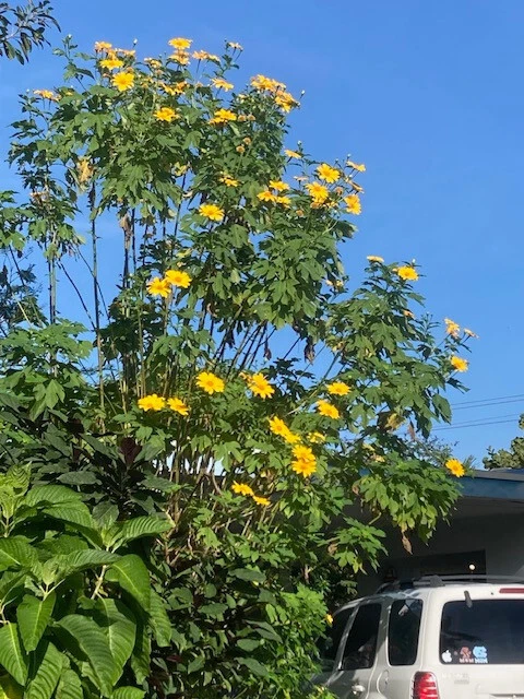 Mexican Sunflower Cuttings 8pcs | Tithonia diversifolia 9” | Fast-Growing Pollinator Plant | Golden Yellow Blooms