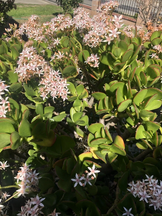 Jade Plant Cuttings – 3 Unrooted Crassula Ovata Succulent Stems for Propagation, Indoor Houseplant, Green Foliage