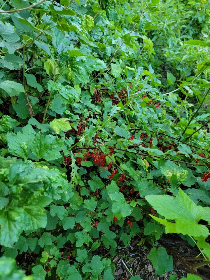 Red Lake Currant Live Cuttings – 10 Ribes rubrum ‘Red Lake’ Fruit Bush Propagation for Rooting