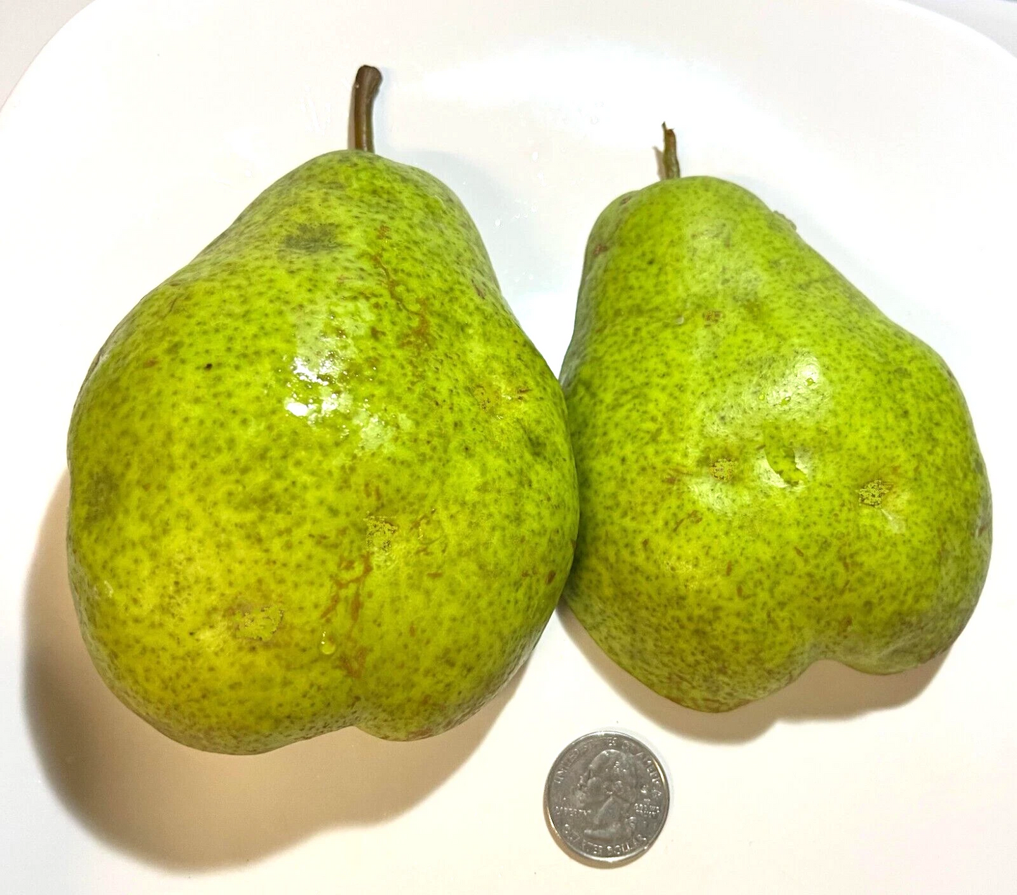 Bartlett Pear Cuttings – 6+3 Grafting Scion Wood Set for Pyrus communis Orchard Cultivation, Hardy Giant Fruit Pear Variety