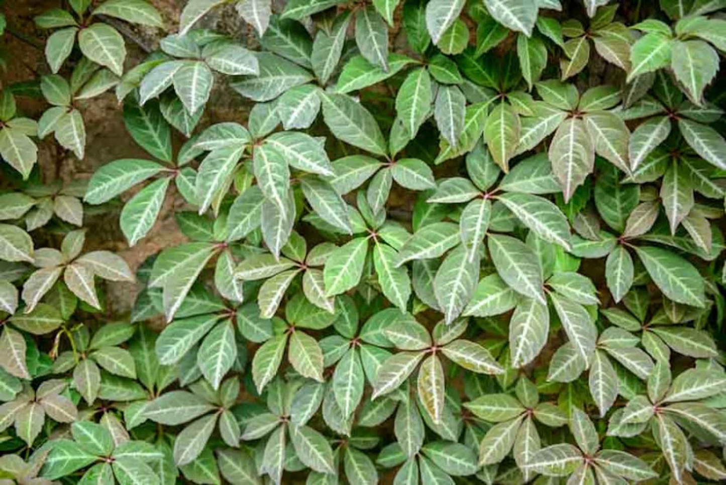 Virginia Creeper Cuttings – 10 Unrooted Parthenocissus quinquefolia Vines, 6-8 Inches, Climbing Native Vine for Fences & Trellises