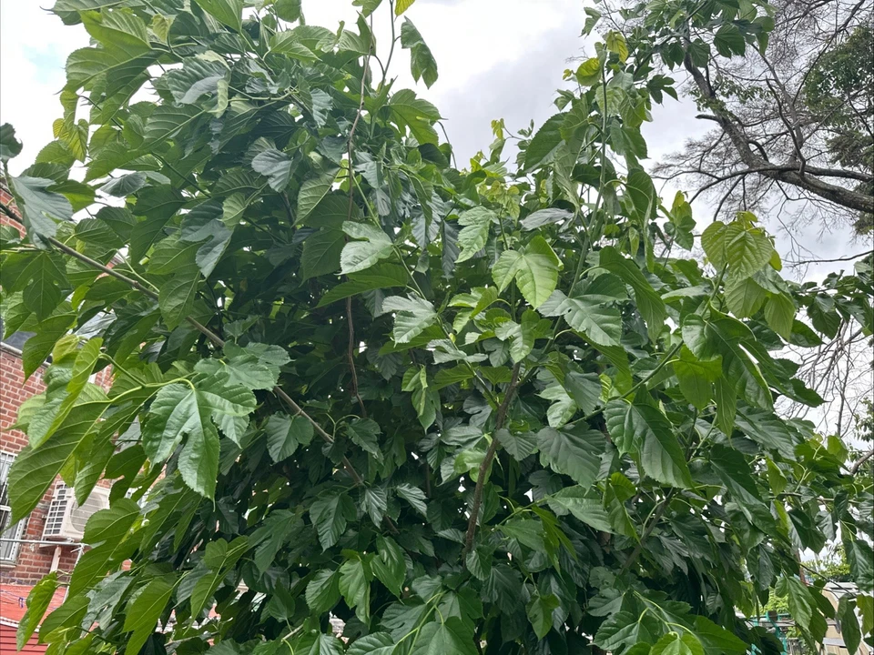 Pakistani Mulberry Tree Rooted Cutting – Live Fruit Tree Starter Plant – Fast Growing Garden Mulberry (Morus alba)