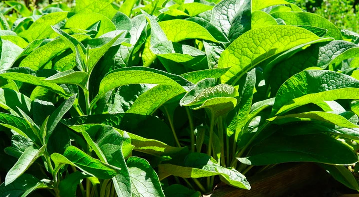 Comfrey Bocking 4 Root – Symphytum × uplandicum Perennial Plant, Hardy, Fast-Growing Clumping Root Cutting