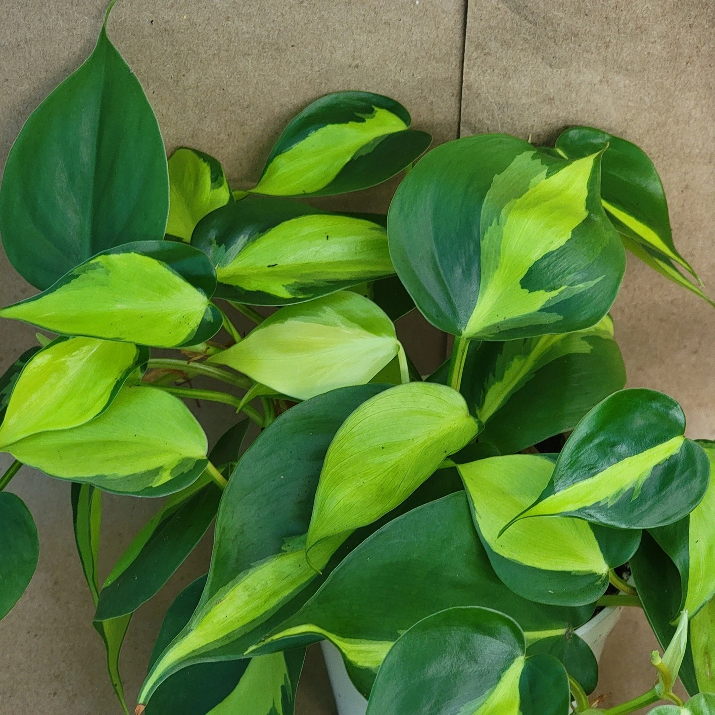Philodendron Brasil in 3” Pot | Variegated Philodendron Hederaceum Indoor Vine | Easy Care Houseplant Starter