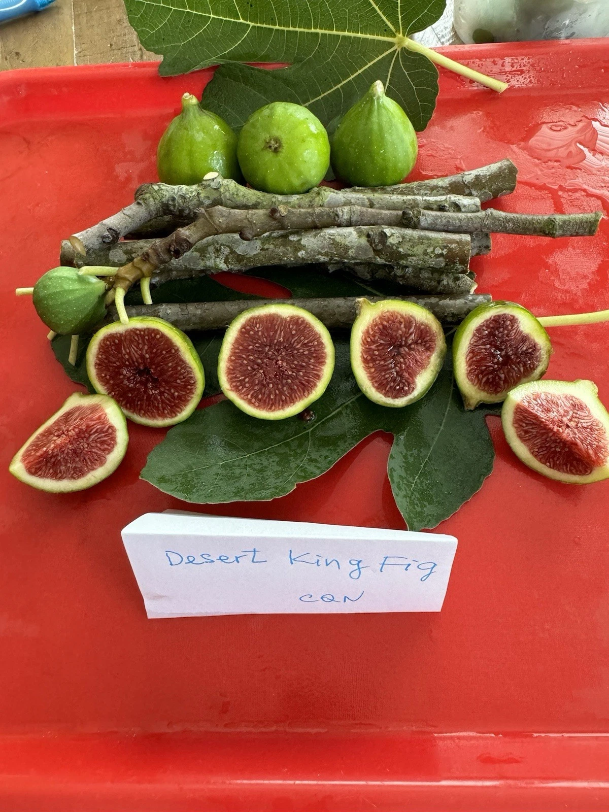 Desert King Fig Cuttings 3pcs | Live Ficus carica Propagation Wood | Fresh 8–10” Planting Material for Home Garden