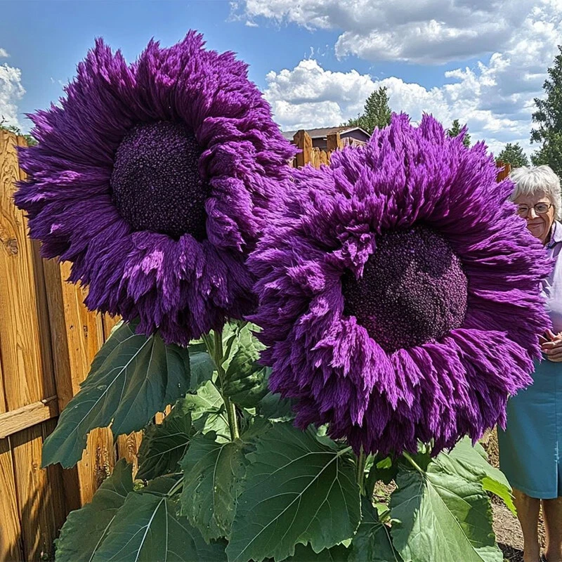 Purple Teddy Bear Sunflower Seeds – 50 Seeds – Giant Fluffy Bloom for Garden Borders & Pollinator Gardens