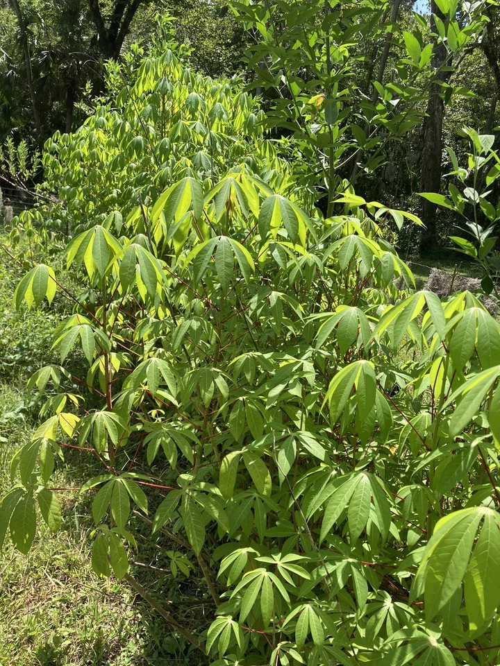Cassava Yuca Cuttings – 5 Fresh Healthy Manihot esculenta Stem Cuttings for Planting, Root-Ready Yuca Crops