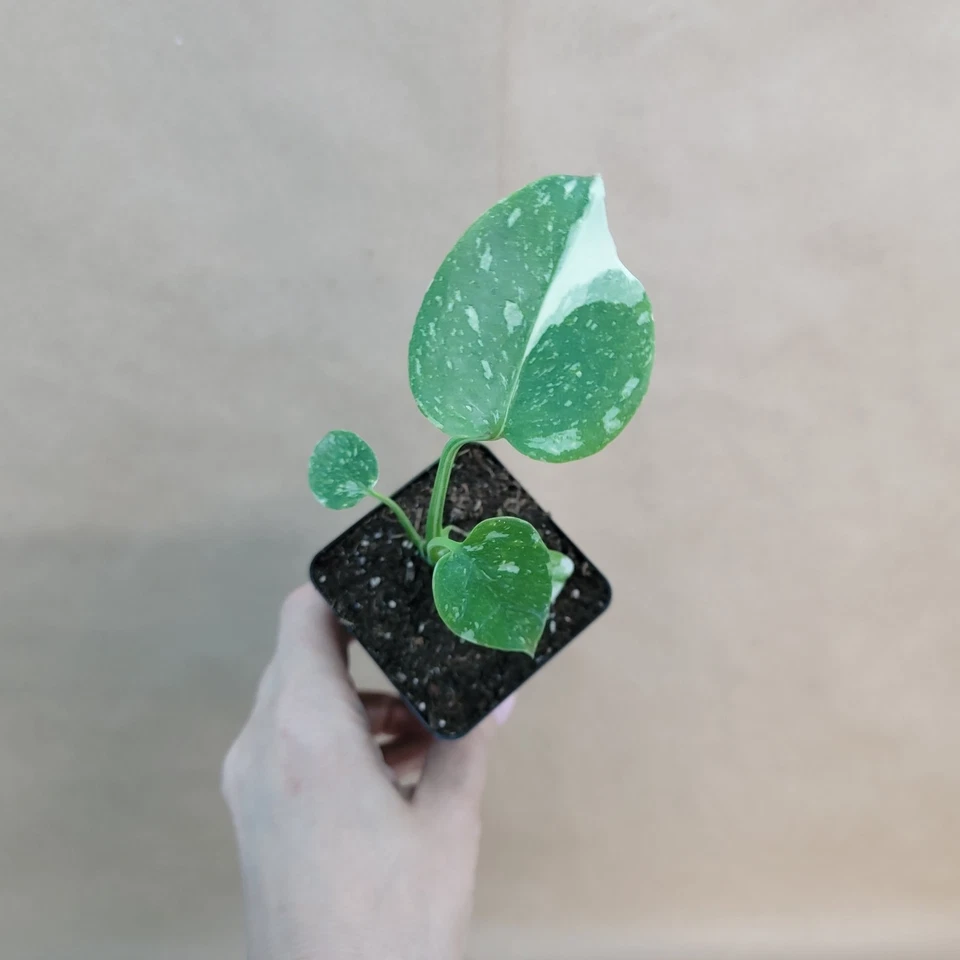 Monstera Thai Constellation – Live Variegated Indoor Plant in 3" Pot, Cream Speckled Leaves, Rare Aroid Houseplant