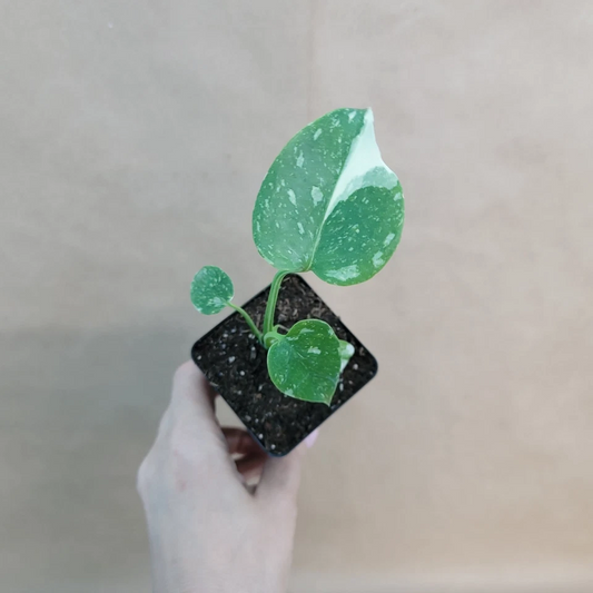 Monstera Thai Constellation – Live Variegated Indoor Plant in 3" Pot, Cream Speckled Leaves, Rare Aroid Houseplant