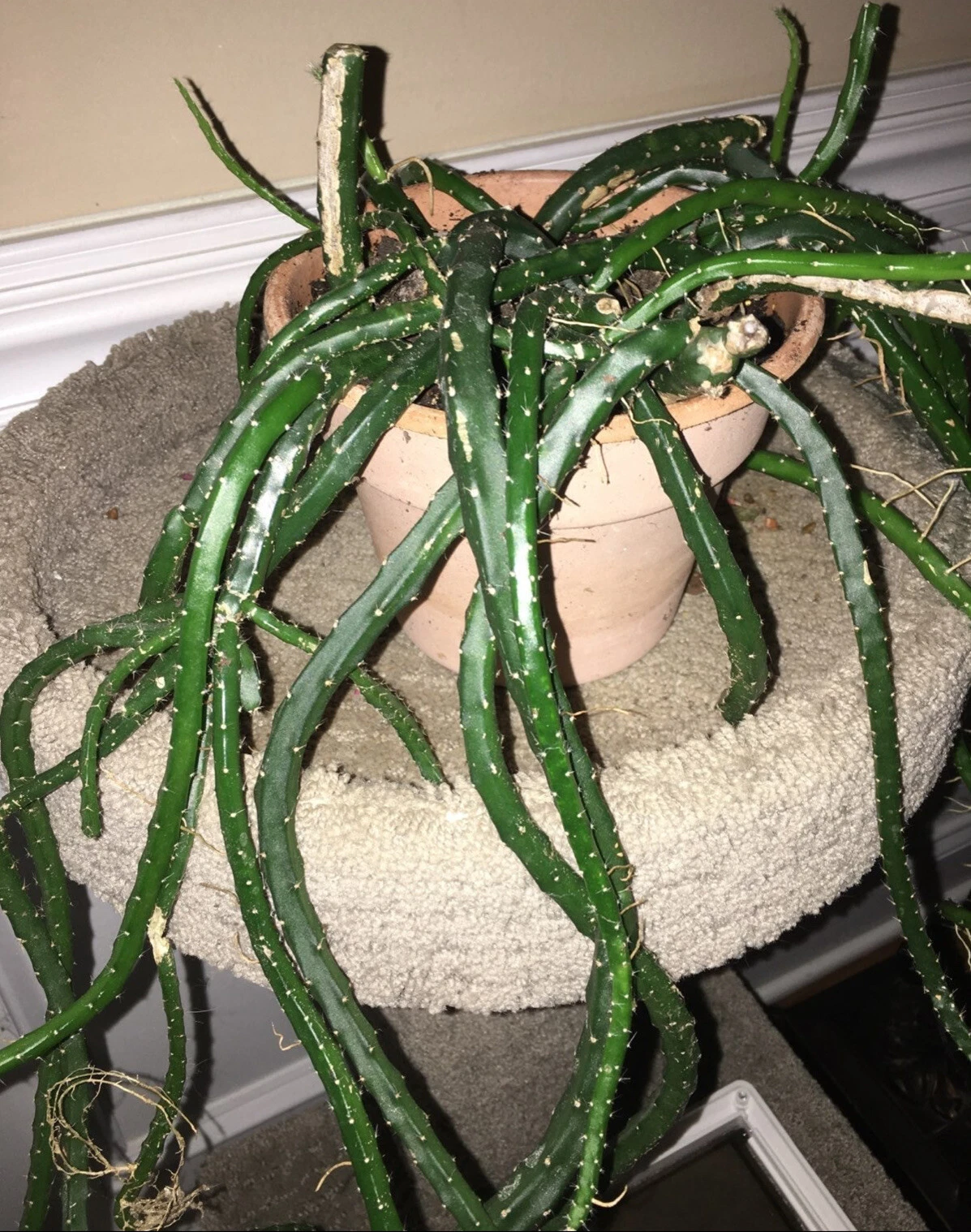 Snake Cactus Cuttings – 10 Fresh Segments for Hanging Baskets | Aporocactus / Rhipsalis Type Trailing Cactus Starter