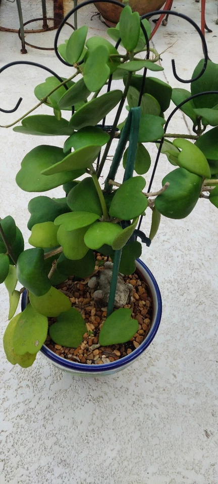 Hoya Kerrii Heart Cutting – 2-Leaf Live Starter with Node for Propagation, Valentine Heart Plant, Sweetheart Vine, Indoor Houseplant
